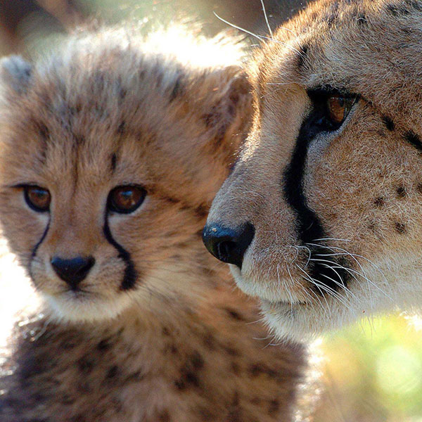 ann-van-dyk-cheetah-research-centre-steward-travel ann-van-dyk-cheetah-research-centre-steward-travel