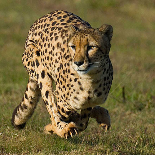 cheetah-at-full-flight-steward-travel