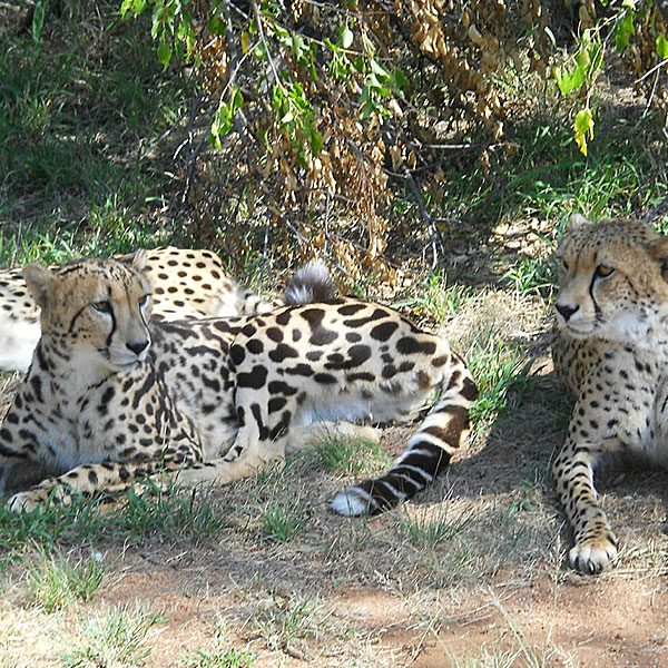 de-wildt-cheetah-research-centre-steward-travel de-wildt-cheetah-research-centre-steward-travel