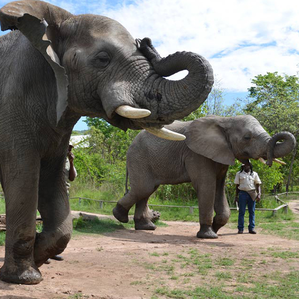 elephant-sanctuary-gauteng-steward-travel-1