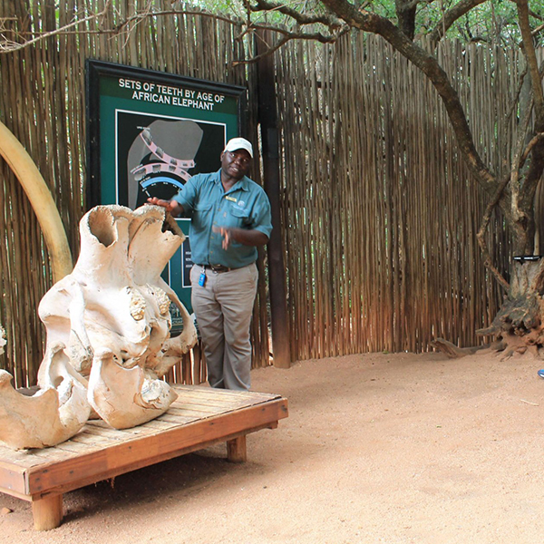 elephant-sanctuary-gauteng-steward-travel-1