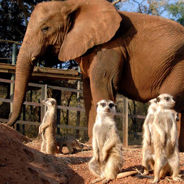 elephant-sanctuary-gauteng-steward-travel-1