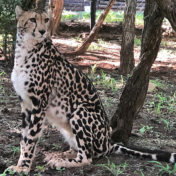 king-cheetah-at-de-wildt-cheetah-research-centre king-cheetah-at-de-wildt-cheetah-research-centre