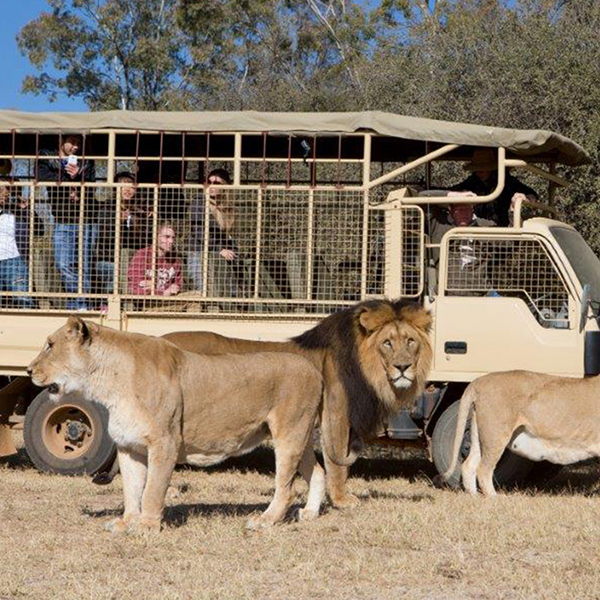 lion-and-safari-park-tour-steward-travel-2 lion-and-safari-park-tour-steward-travel-1