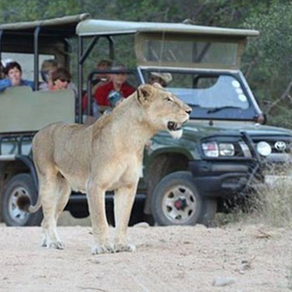 lion-and-safari-park-tour-steward-travel-3 lion-and-safari-park-tour-steward-travel-1