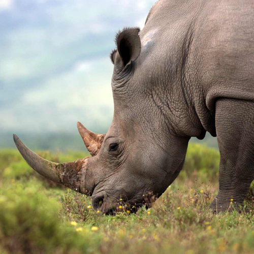 rhino-and-lion-park-steward-travel-1