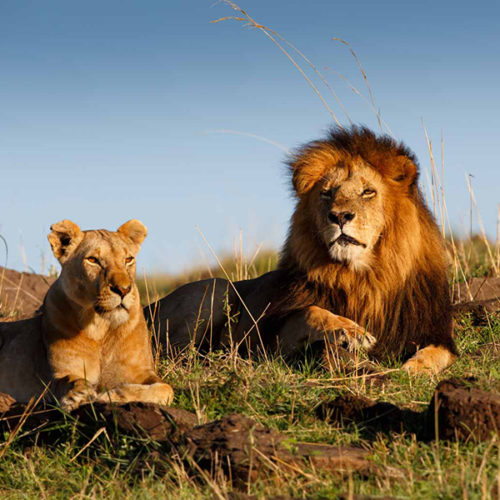 rhino-and-lion-park-steward-travel-1