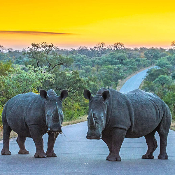 rhino-and-lion-park-steward-travel-1