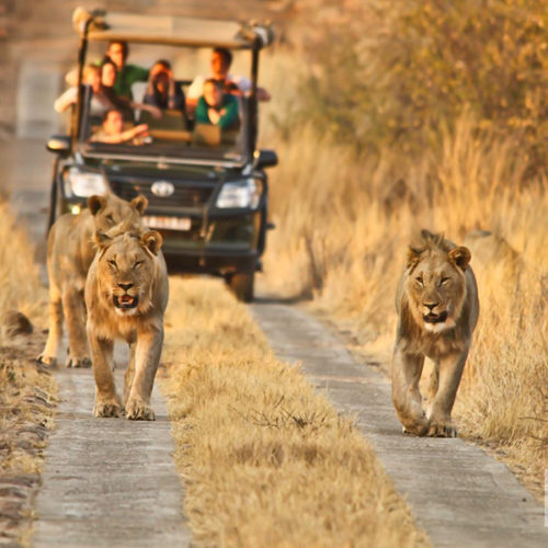 sun-city-pilanesberg-national-park-steward-travel-1