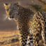 sun-city-pilanesberg-national-park-steward-travel-1