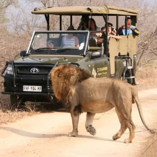 kruger national park lion tour steward travel transfers