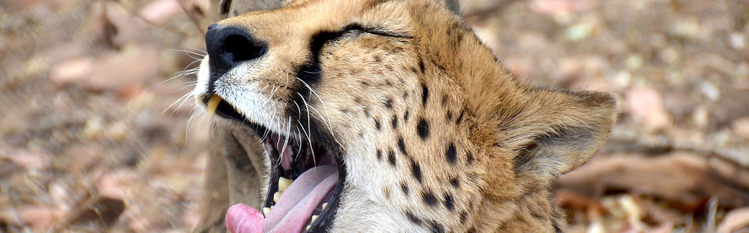 de-wildt-chetah-research-centre-magaliesburg-south-africa-khojaq-travel half day tours de wildt chetah research centre magaliesburg south africa khojaq travel